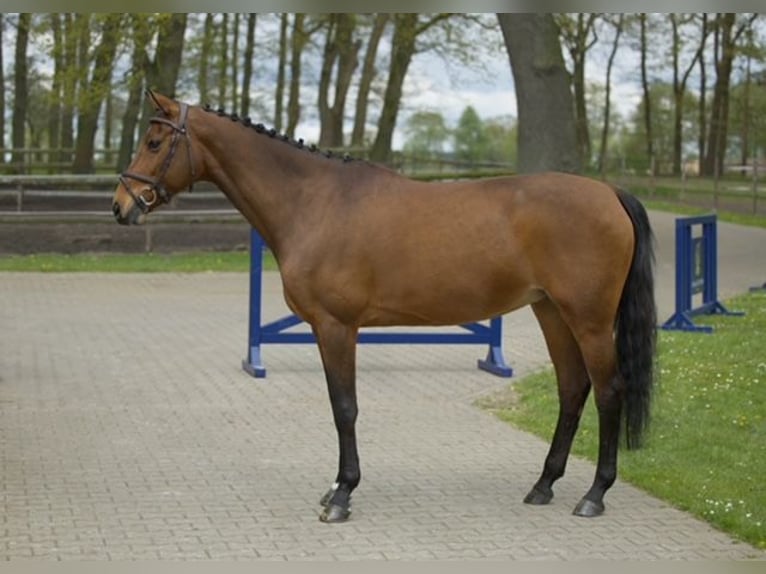 Westphalian Mare 11 years 15,2 hh Brown in Diepholz