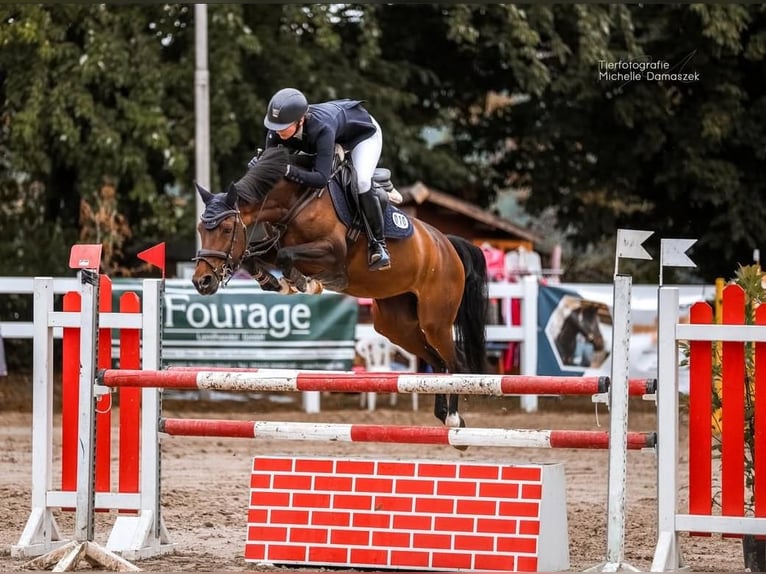 Westphalian Mare 11 years 15,1 hh Brown in Mülheim an der Ruhr