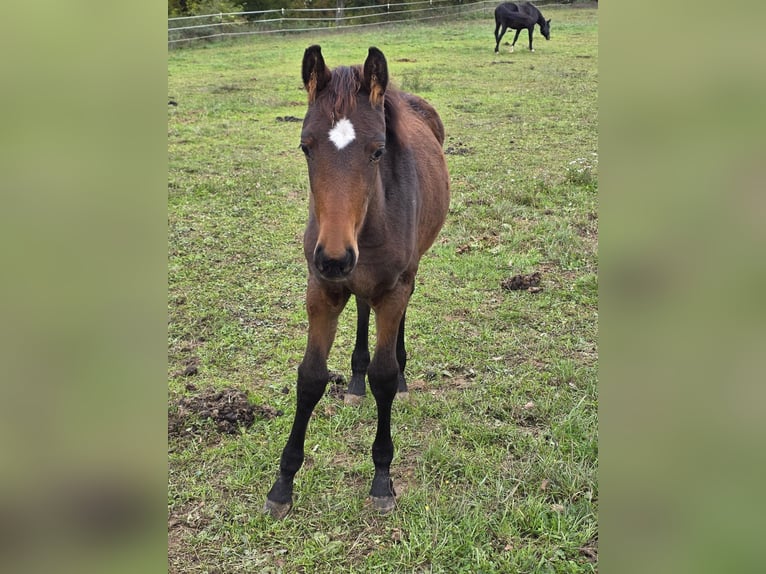 Westphalian Mare 11 years 16.1 hh Bay-Dark in Weilburg