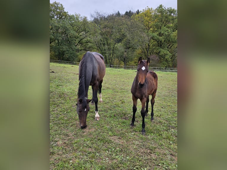 Westphalian Mare 11 years 16.1 hh Bay-Dark in Weilburg