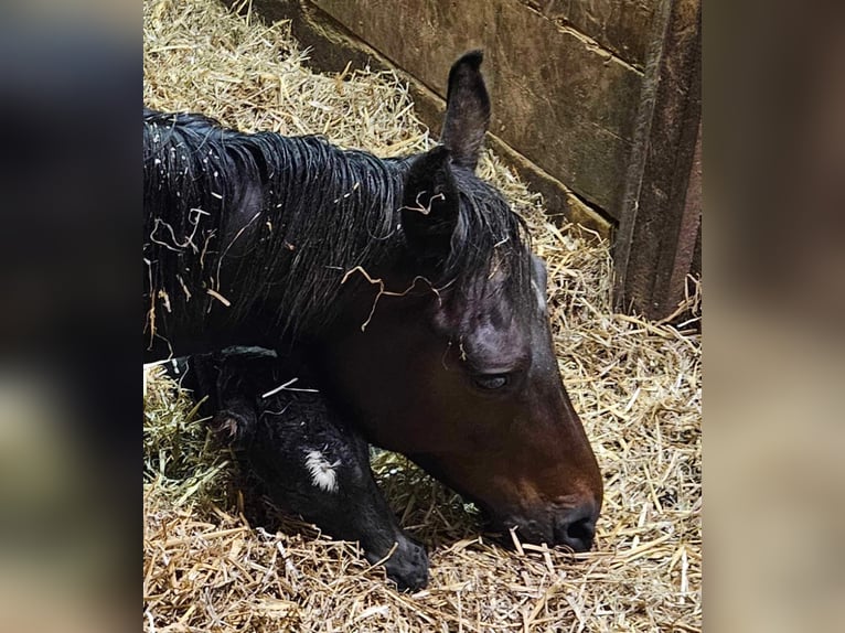 Westphalian Mare 11 years 16,1 hh Bay-Dark in Hohenahr