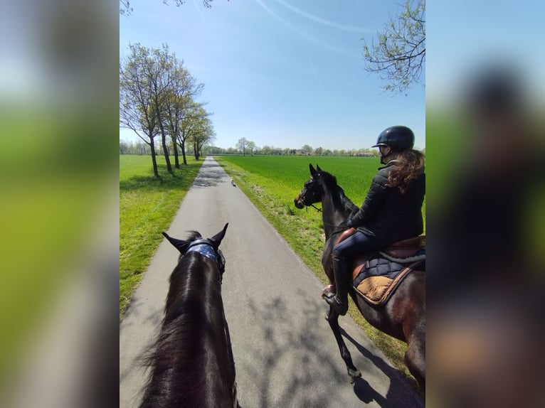 Westphalian Mare 11 years 16.1 hh Bay-Dark in Warmsen