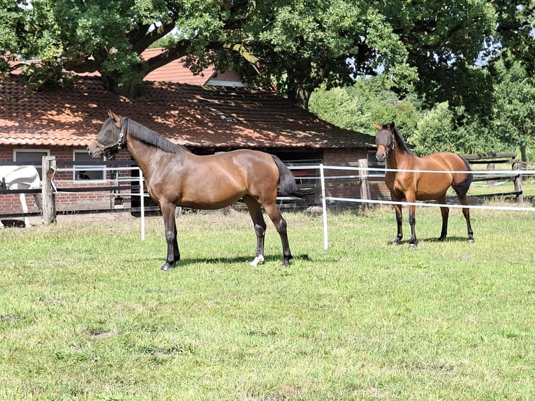 Westphalian Mare 11 years 16.1 hh Brown in Lüdinghausen