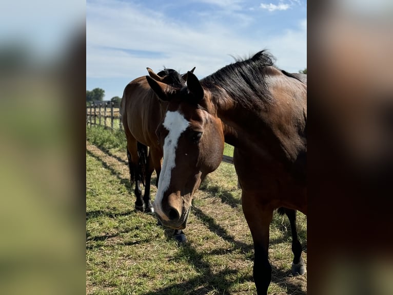 Westphalian Mare 11 years 16,1 hh Brown in Weilerswist