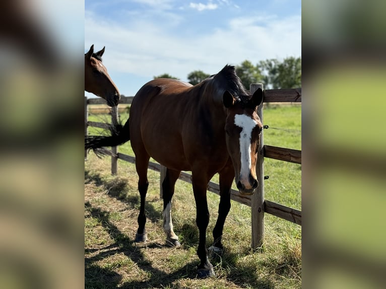 Westphalian Mare 11 years 16,1 hh Brown in Weilerswist