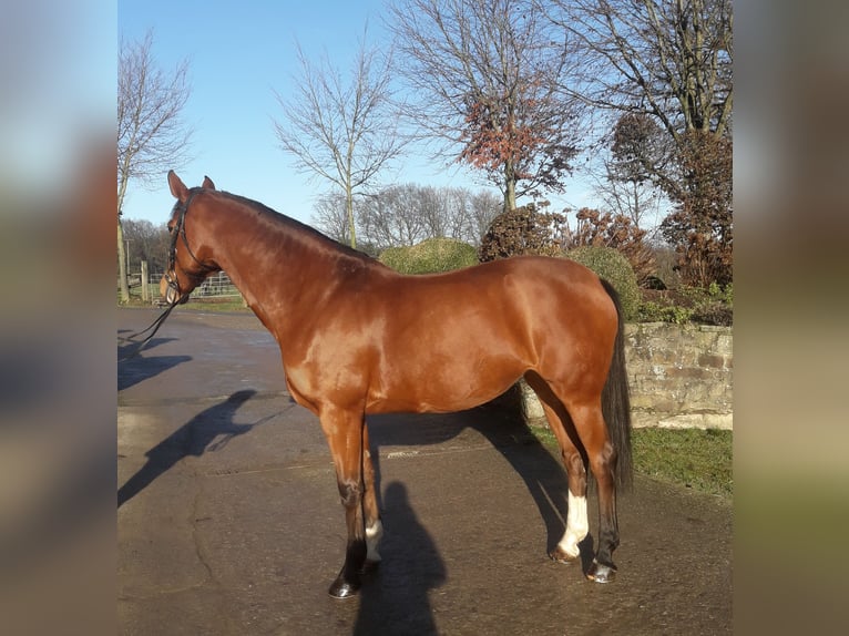 Westphalian Mare 11 years 16,1 hh Brown in Ibbenbüren