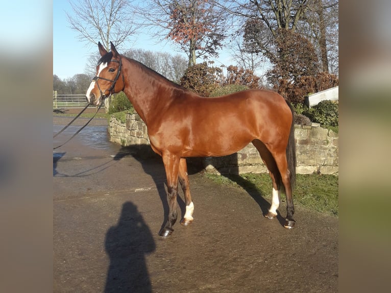 Westphalian Mare 11 years 16,1 hh Brown in Ibbenbüren