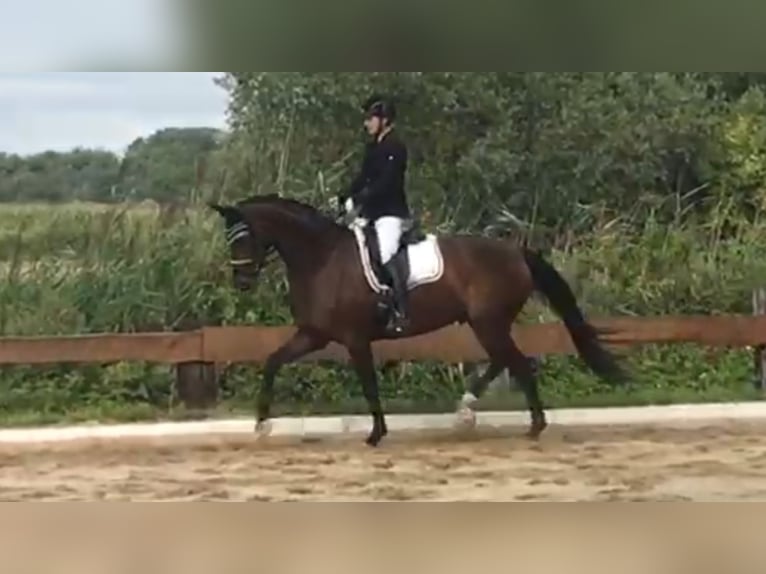 Westphalian Mare 11 years 16,2 hh Brown in Schwanau