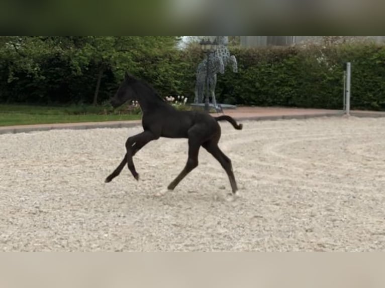 Westphalian Mare 11 years 16,2 hh Brown in Schwanau