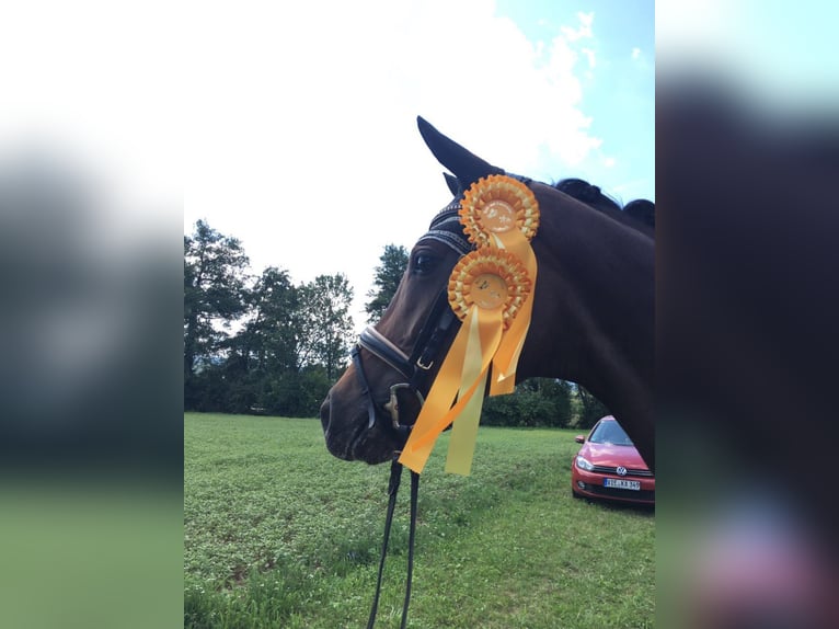 Westphalian Mare 11 years 16,2 hh Brown in Schwanau