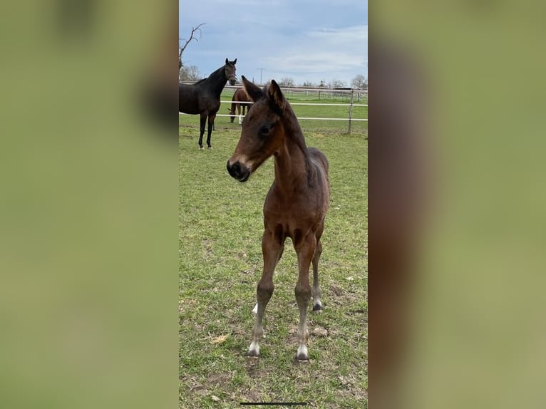 Westphalian Mare 11 years 16,2 hh Brown in Schwanau