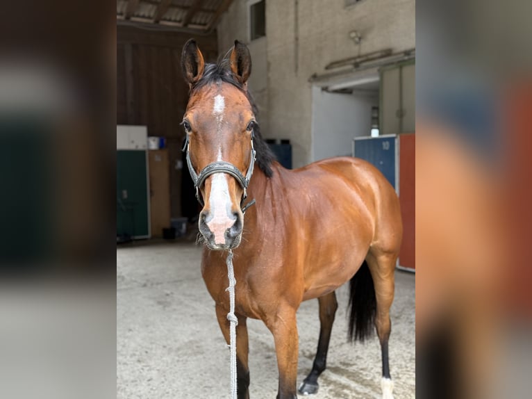 Westphalian Mare 11 years 16.2 hh Brown in Karlsfeld