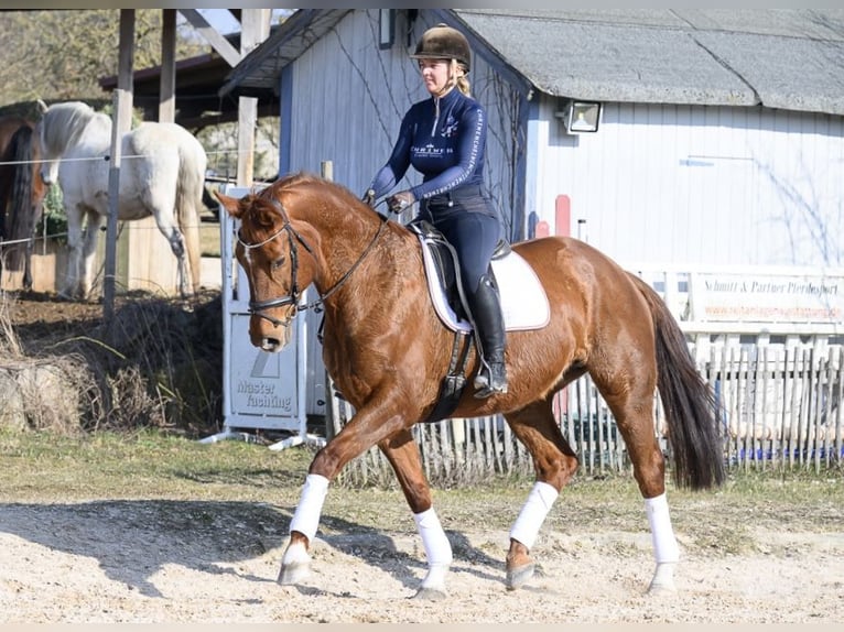 Westphalian Mare 11 years 16,2 hh Chestnut-Red in W&#xFC;rzburg