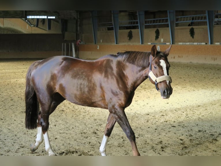 Westphalian Mare 11 years 16,2 hh Chestnut in Maria Ponsee