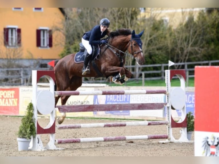 Westphalian Mare 11 years 16,2 hh Chestnut in Maria Ponsee
