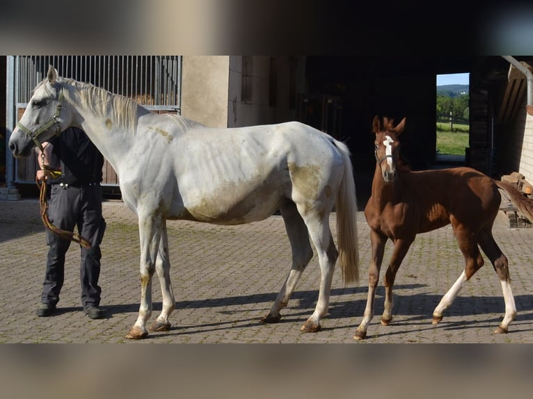Westphalian Mare 11 years 16.2 hh Grey in Extertal