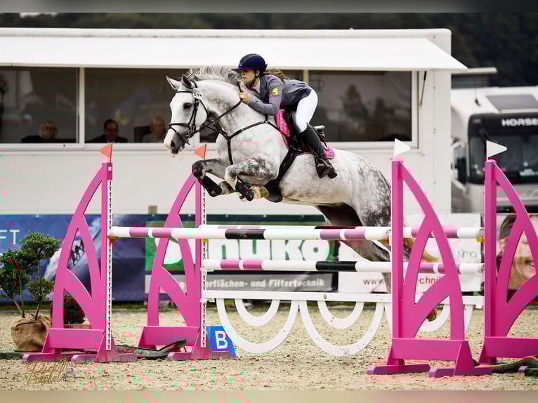 Westphalian Mare 11 years 16.2 hh Grey-Dapple in Ochtrup