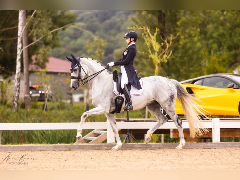 Westphalian Mare 11 years 16.2 hh Grey in Traiskirchen