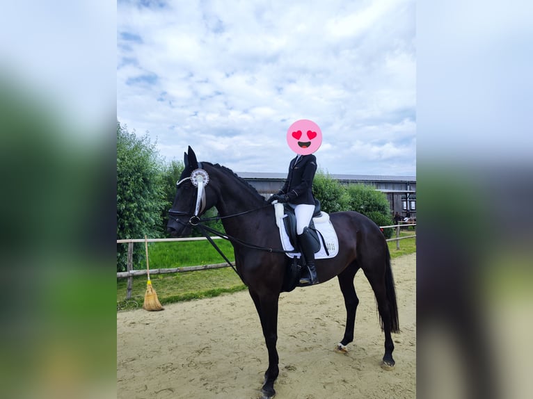 Westphalian Mare 11 years 16.2 hh Smoky-Black in Recklinghausen