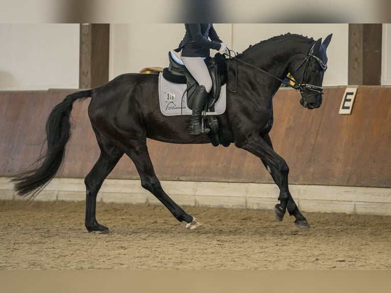Westphalian Mare 11 years 16.2 hh Smoky-Black in Recklinghausen