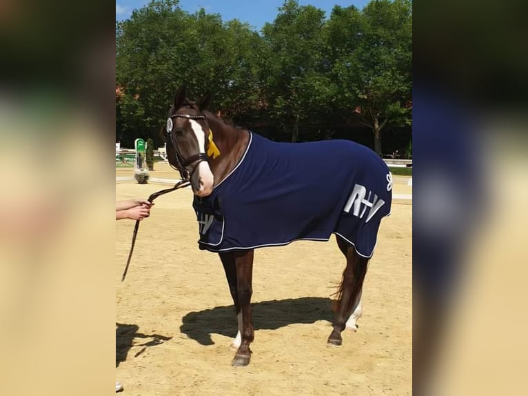 Westphalian Mare 11 years 16.3 hh Chestnut in Drensteinfurt