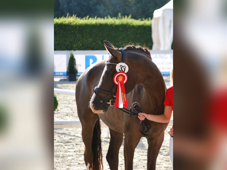Westphalian Mare 11 years 16.3 hh Chestnut in Drensteinfurt