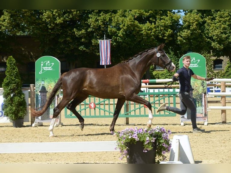 Westphalian Mare 11 years 16.3 hh Chestnut in Drensteinfurt