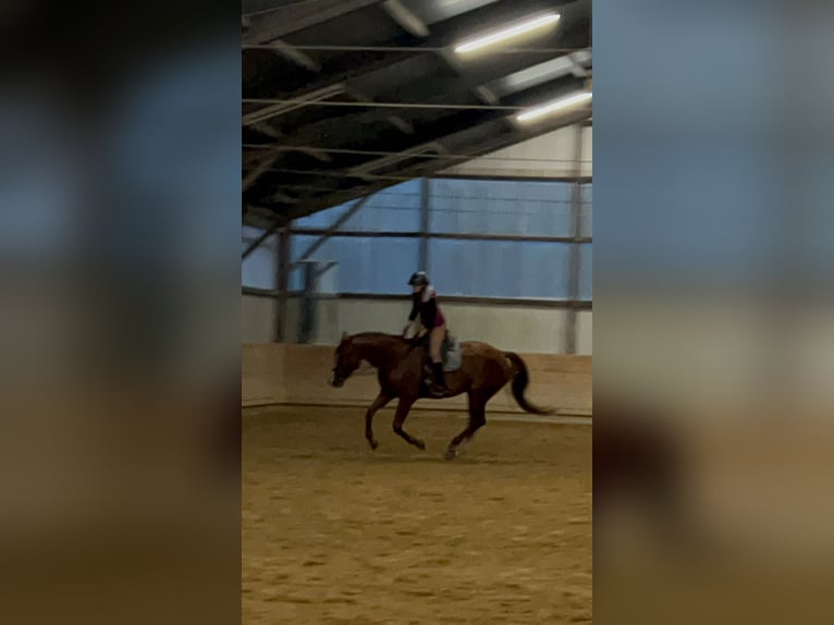 Westphalian Mare 11 years 16.3 hh Chestnut-Red in Schwäbisch Hall