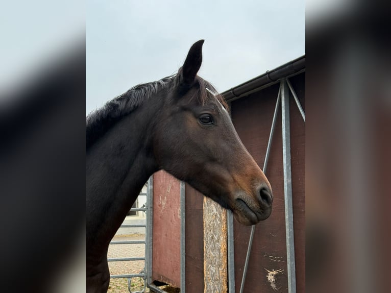 Westphalian Mare 11 years 16 hh Bay-Dark in Hohenahr