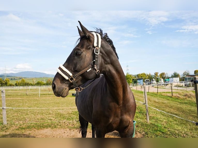 Westphalian Mare 11 years 16 hh Bay-Dark in Berlin
