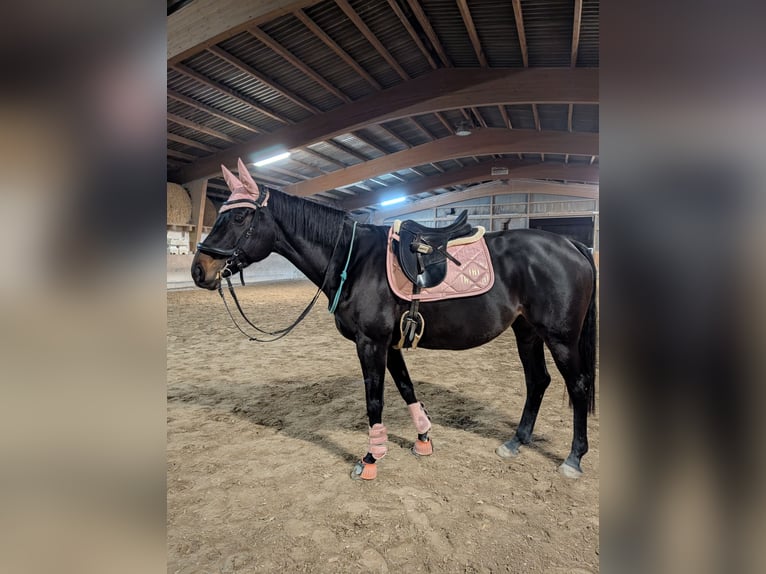 Westphalian Mare 11 years 16 hh Bay-Dark in Neuenburg am Rhein