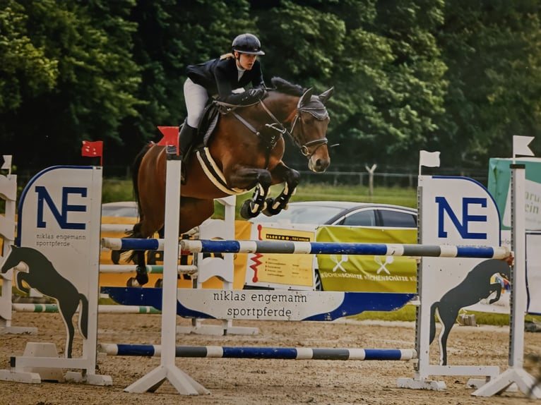 Westphalian Mare 11 years 16 hh Brown in Greven