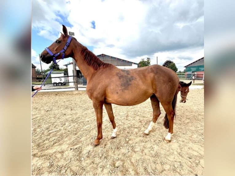 Westphalian Mare 11 years 16 hh Chestnut in Lippetal