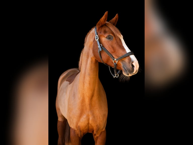 Westphalian Mare 11 years 16 hh Chestnut in K&#xF6;nigswinter