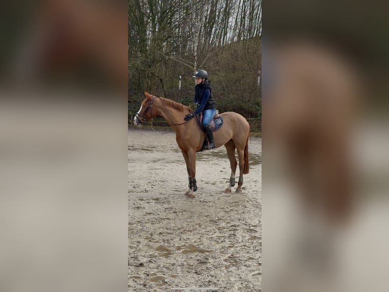 Westphalian Mare 11 years 16 hh Chestnut in K&#xF6;nigswinter