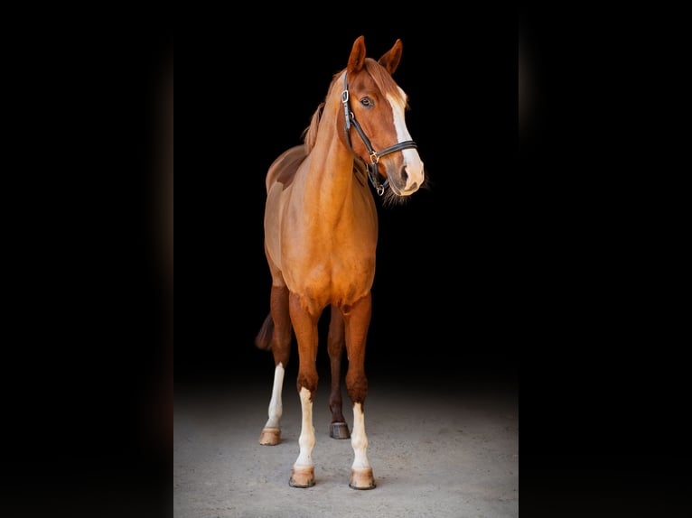 Westphalian Mare 11 years 16 hh Chestnut in K&#xF6;nigswinter