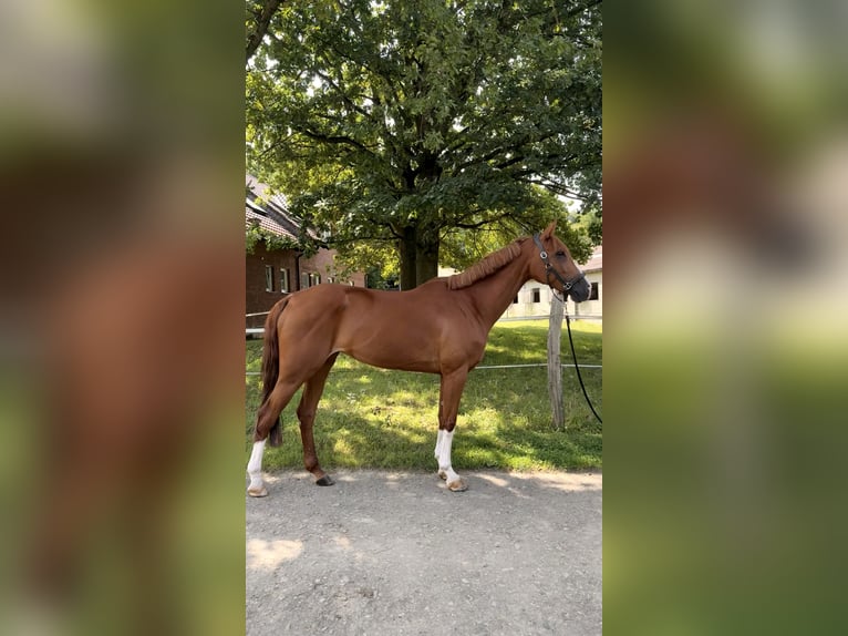 Westphalian Mare 11 years 16 hh Chestnut in K&#xF6;nigswinter