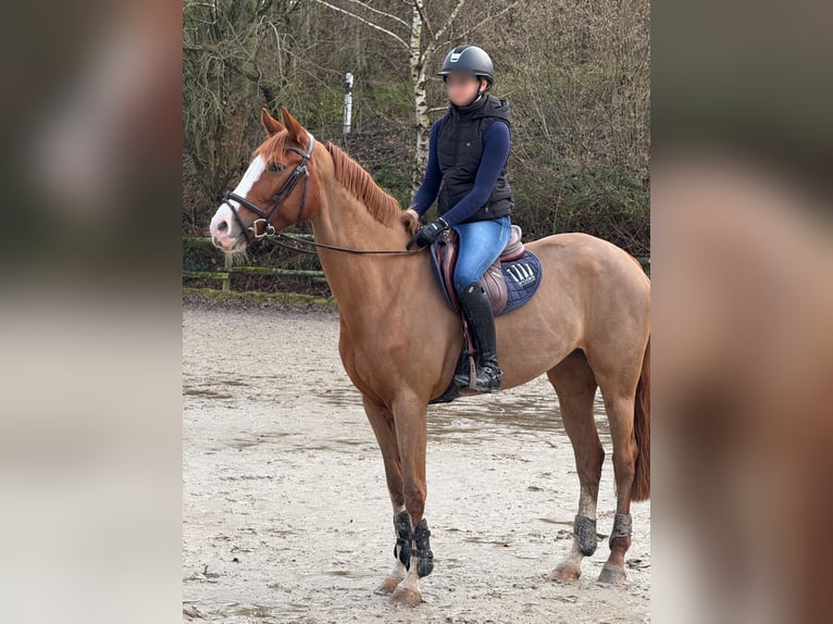 Westphalian Mare 11 years 16 hh Chestnut in K&#xF6;nigswinter