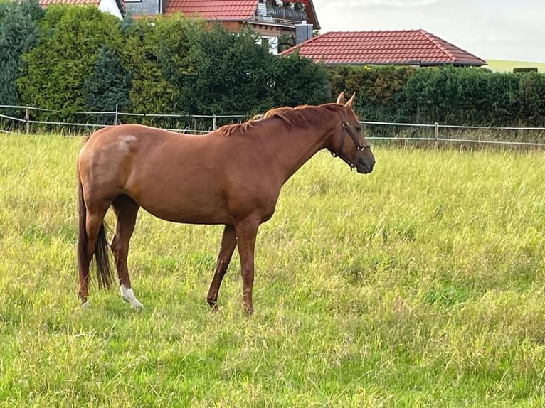 Westphalian Mare 11 years 16 hh Chestnut-Red in Osterwieck