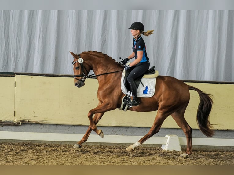 Westphalian Mare 11 years 16 hh Chestnut-Red in Osterwieck