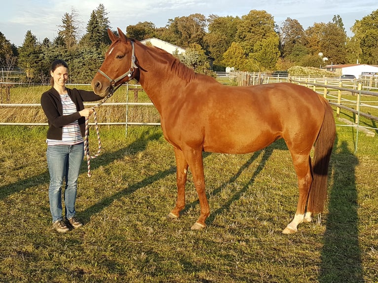 Westphalian Mare 11 years 16 hh Chestnut-Red in Osterwieck