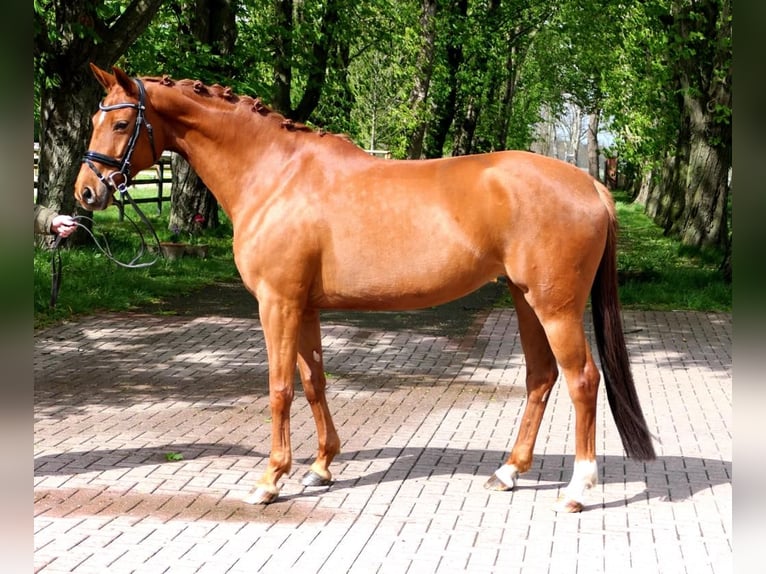 Westphalian Mare 11 years 16 hh Chestnut-Red in Osterwieck