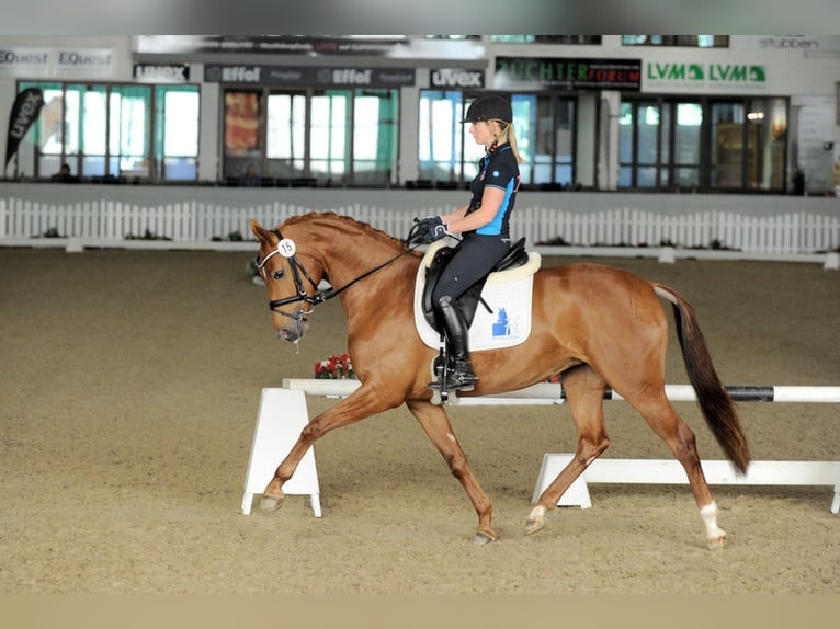 Westphalian Mare 11 years 16 hh Chestnut-Red in Osterwieck