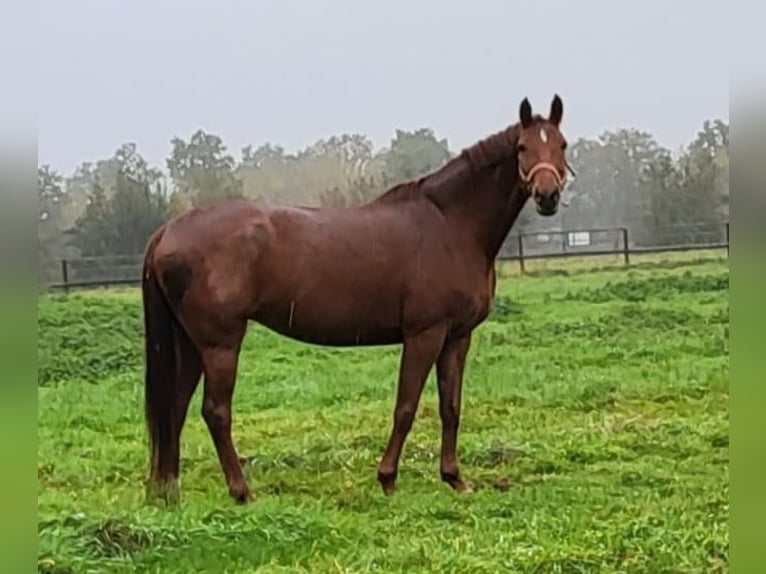 Westphalian Mare 11 years 16 hh Chestnut-Red in Osterwieck