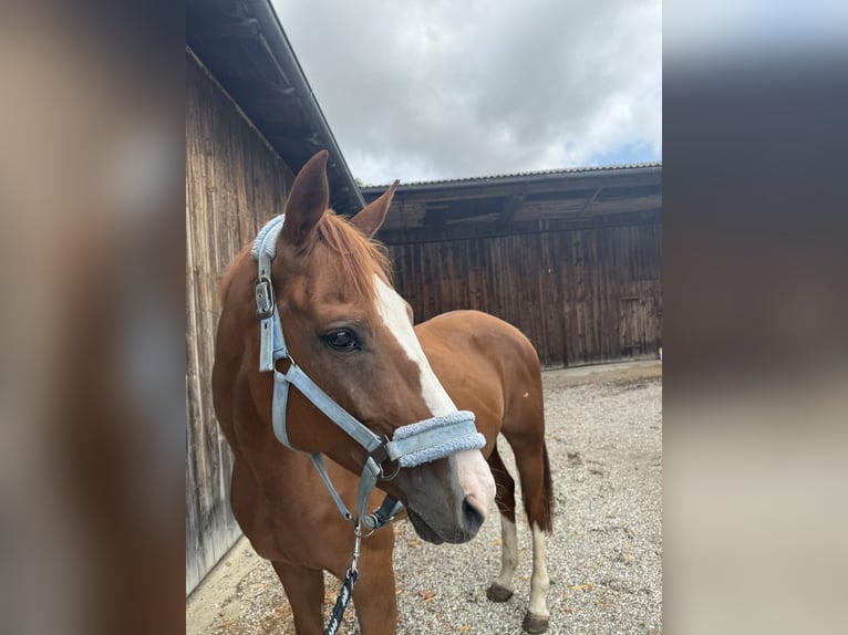 Westphalian Mare 11 years 16 hh Chestnut-Red in Straubing