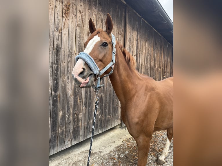 Westphalian Mare 11 years 16 hh Chestnut-Red in Straubing