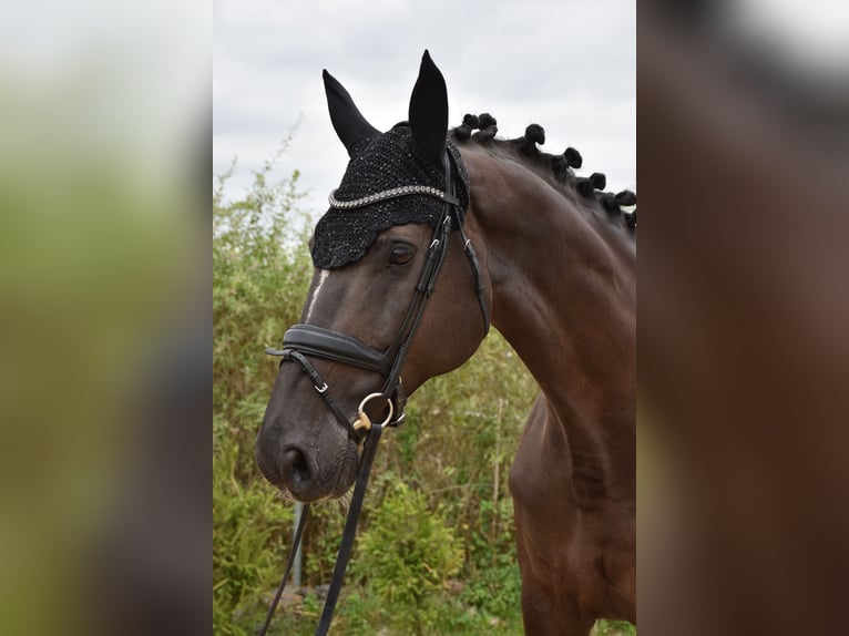 Westphalian Mare 11 years 16,1 hh Black in Prag