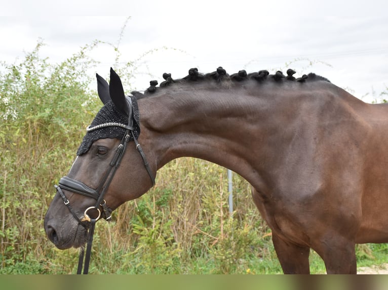 Westphalian Mare 11 years 16,1 hh Black in Prag