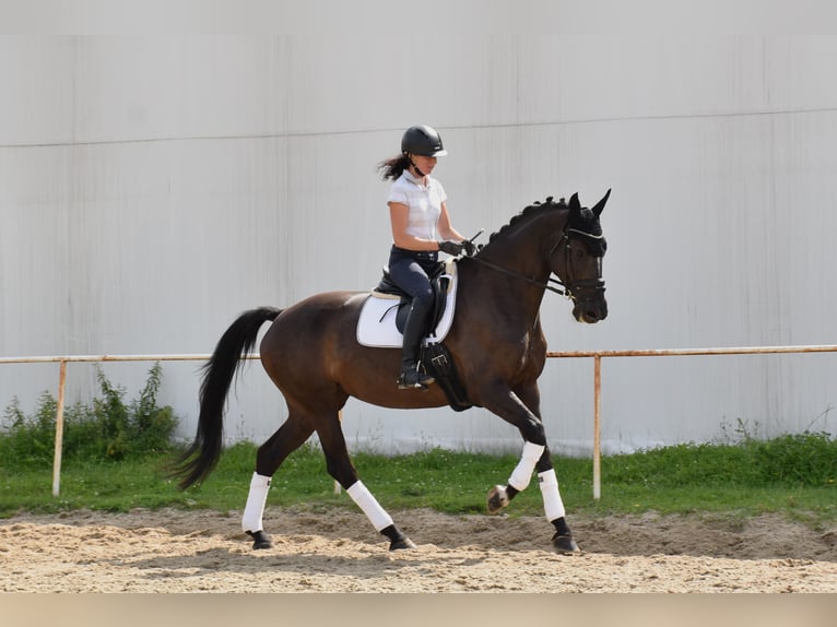 Westphalian Mare 11 years 16,1 hh Black in Prag