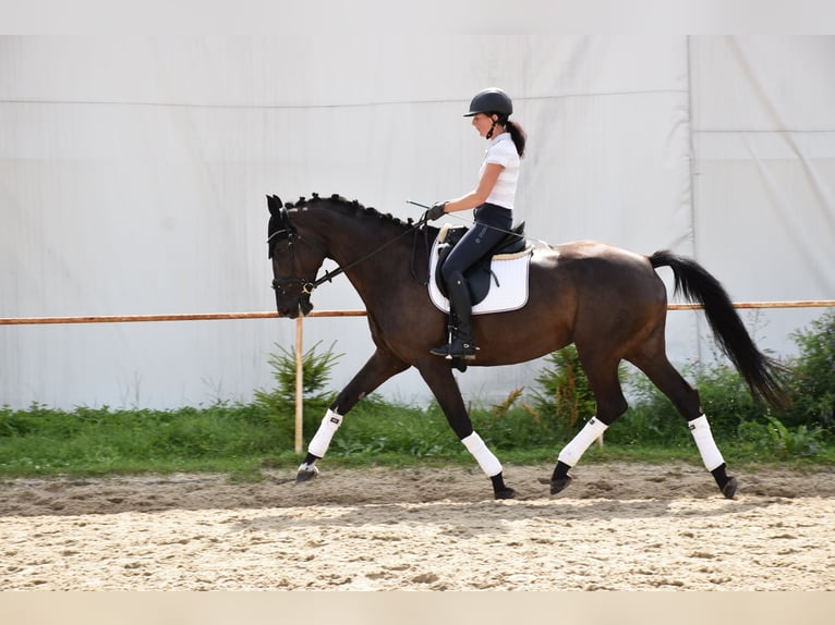 Westphalian Mare 11 years 16,1 hh Black in Prag